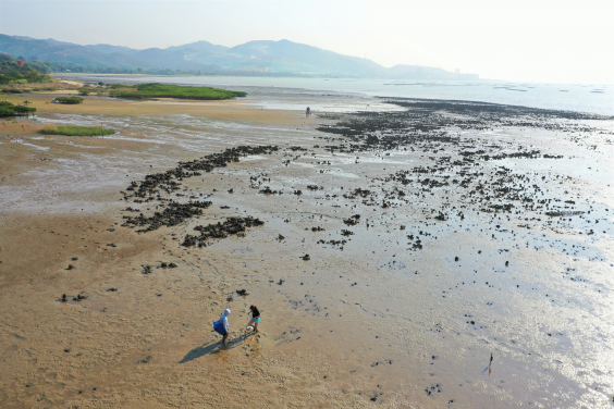 Image 1: Members of the research team doing biodiversity surveys of oyster habitat and the surrounding areas in Pak Nai, Hong Kong. Photo credit: Mr Khan CHEUNG.